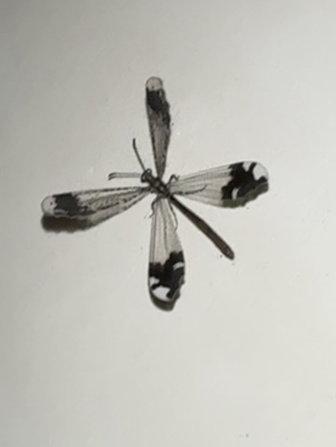 portafolio