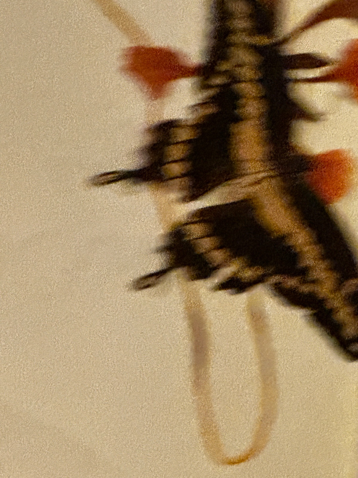 portafolio